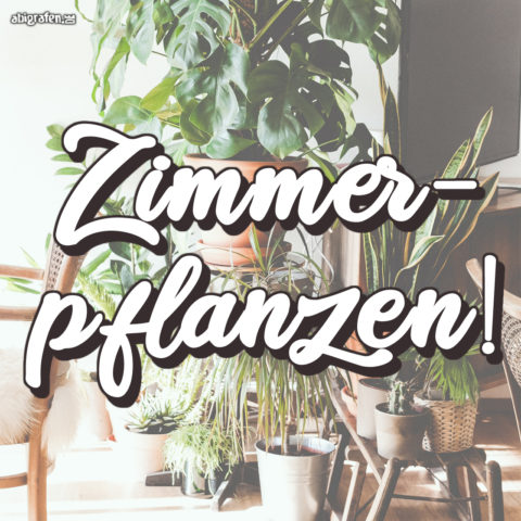 Zimmerpflanzen-Room_Decor-Schüler Zimmerpflanze