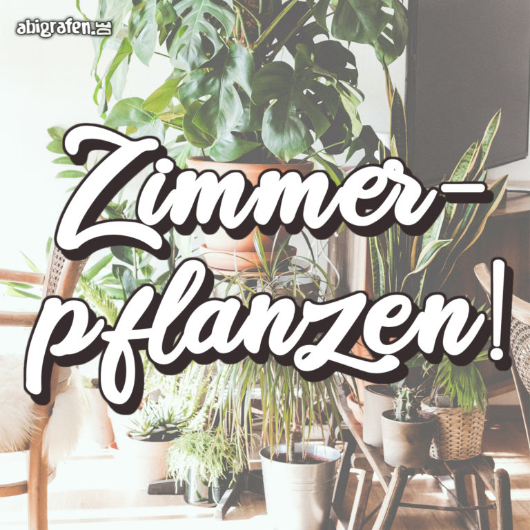 Zimmerpflanze