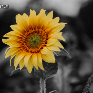 Color Key für die Abizeitung